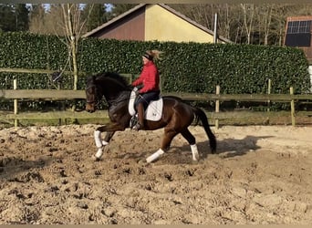 Hanoverian, Gelding, 5 years, 16,2 hh, Brown