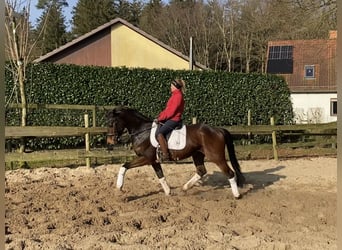 Hanoverian, Gelding, 5 years, 16,2 hh, Brown