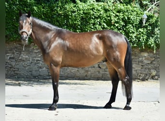 Hanoverian, Gelding, 5 years, 16.2 hh, Brown