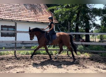 Hanoverian, Gelding, 5 years, 16.2 hh, Brown-Light
