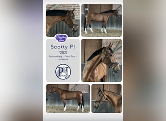 Hanoverian, Gelding, 5 years, 16.2 hh, Brown