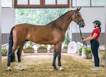 Hanoverian, Gelding, 5 years, 16.2 hh, Brown
