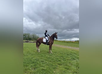 Hanoverian, Gelding, 5 years, 16.2 hh, Chestnut