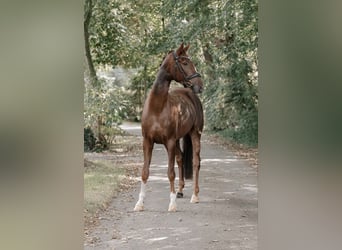 Hanoverian, Gelding, 5 years, 16.2 hh, Chestnut