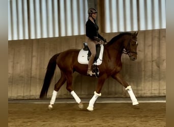 Hanoverian, Gelding, 5 years, 16.2 hh, Chestnut