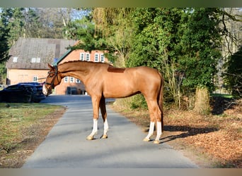 Hanoverian, Gelding, 5 years, 16.2 hh, Chestnut-Red
