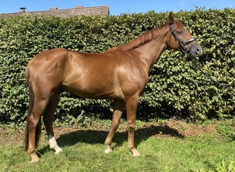 Hanoverian, Gelding, 5 years, 16,2 hh, Chestnut-Red