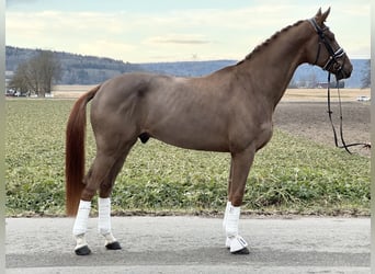 Hanoverian, Gelding, 5 years, 16,2 hh, Chestnut-Red