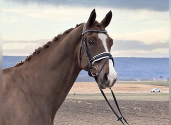 Hanoverian, Gelding, 5 years, 16,2 hh, Chestnut-Red