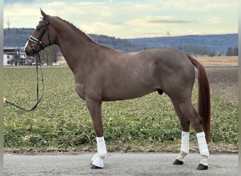 Hanoverian, Gelding, 5 years, 16,2 hh, Chestnut-Red