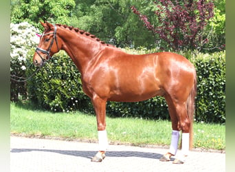 Hanoverian, Gelding, 5 years, 16.2 hh, Chestnut-Red