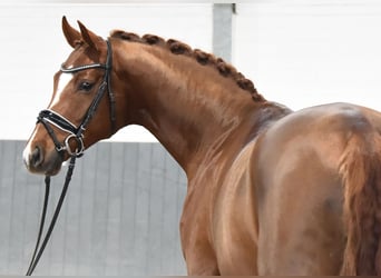 Hanoverian, Gelding, 5 years, 16.2 hh, Chestnut-Red