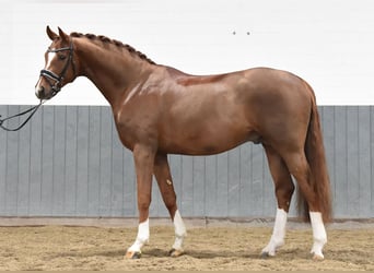 Hanoverian, Gelding, 5 years, 16.2 hh, Chestnut-Red