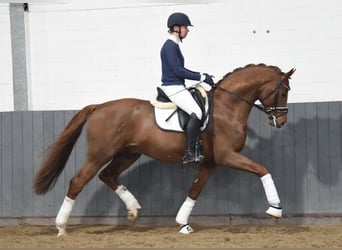 Hanoverian, Gelding, 5 years, 16.2 hh, Chestnut-Red