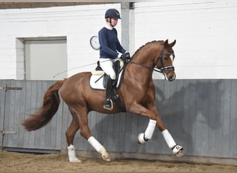 Hanoverian, Gelding, 5 years, 16.2 hh, Chestnut-Red