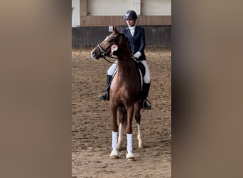 Hanoverian, Gelding, 5 years, 16.2 hh, Chestnut-Red