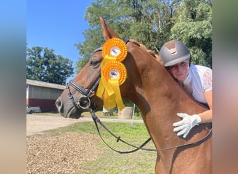 Hanoverian, Gelding, 5 years, 16,2 hh, Chestnut-Red