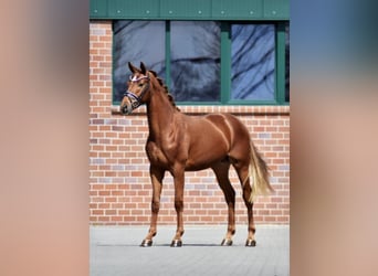 Hanoverian, Gelding, 5 years, 16,2 hh, Chestnut-Red