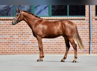 Hanoverian, Gelding, 5 years, 16,2 hh, Chestnut-Red