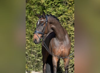 Hanoverian, Gelding, 5 years, 16,2 hh