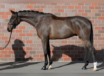 Hanoverian, Gelding, 5 years, 16,2 hh