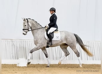 Hanoverian, Gelding, 5 years, 16,2 hh, Gray