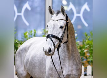 Hanoverian, Gelding, 5 years, 16,2 hh, Gray