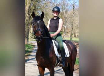 Hanoverian, Gelding, 5 years, 16.2 hh, Smoky-Black