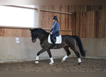 Hanoverian, Gelding, 5 years, 16.2 hh, Smoky-Black