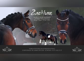 Hanoverian, Gelding, 5 years, 16.3 hh, Bay-Dark