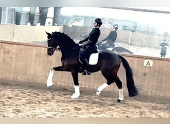 Hanoverian, Gelding, 5 years, 16.3 hh, Bay-Dark