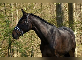 Hanoverian, Gelding, 5 years, 16.3 hh, Bay-Dark