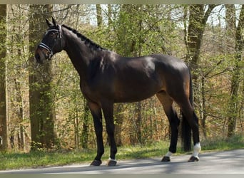 Hanoverian, Gelding, 5 years, 16.3 hh, Bay-Dark