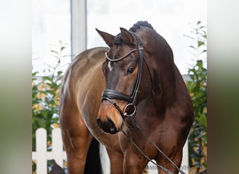 Hanoverian, Gelding, 5 years, 16,3 hh, Bay-Dark