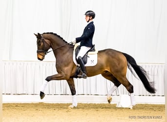 Hanoverian, Gelding, 5 years, 16,3 hh, Bay-Dark