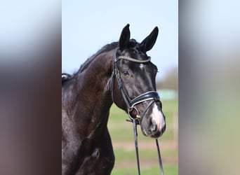 Hanoverian, Gelding, 5 years, 16.3 hh, Black