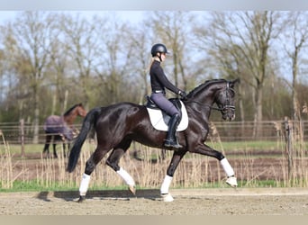 Hanoverian, Gelding, 5 years, 16.3 hh, Black