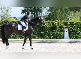 Hanoverian, Gelding, 5 years, 16.3 hh, Black