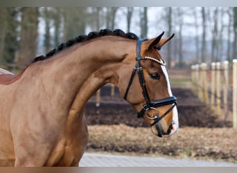 Hanoverian, Gelding, 5 years, 16,3 hh, Brown