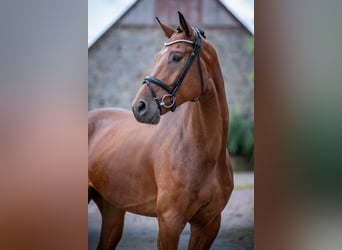 Hanoverian, Gelding, 5 years, 16.3 hh, Brown