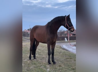 Hanoverian, Gelding, 5 years, 16,3 hh, Brown