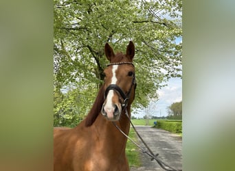 Hanoverian, Gelding, 5 years, 16.3 hh, Chestnut-Red