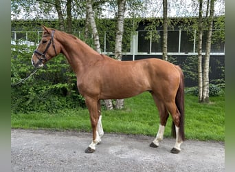 Hanoverian, Gelding, 5 years, 16.3 hh, Chestnut-Red