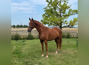 Hanoverian, Gelding, 5 years, 16.3 hh, Chestnut-Red