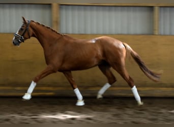 Hanoverian, Gelding, 5 years, 16,3 hh, Chestnut-Red