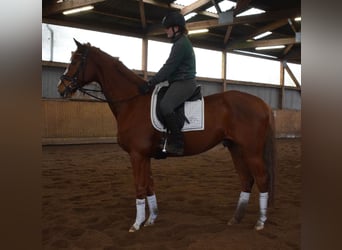 Hanoverian, Gelding, 5 years, 16,3 hh, Chestnut-Red