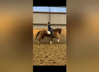 Hanoverian, Gelding, 5 years, 16.3 hh, Chestnut-Red