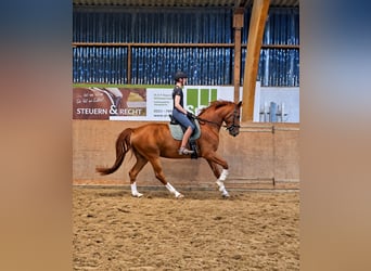 Hanoverian, Gelding, 5 years, 16.3 hh, Chestnut-Red