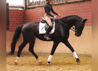 Hanoverian, Gelding, 5 years, 16.3 hh