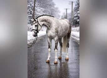 Hanoverian, Gelding, 5 years, 16.3 hh